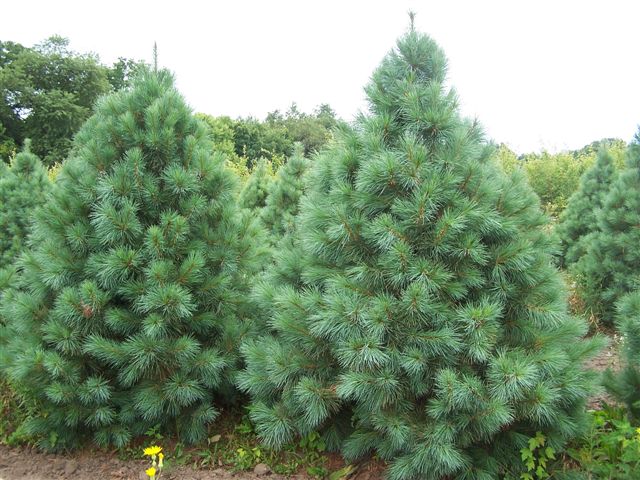 Pinus-Flexilis