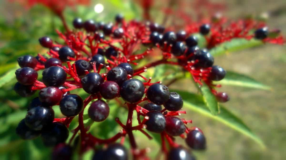 Free Images : fruit, berry, leaf, flower, food, produce, blackberry, elder, berr