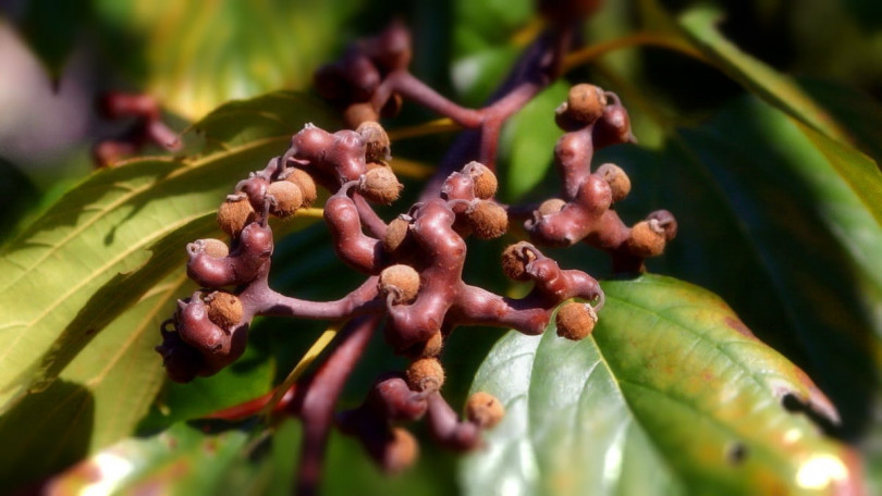 Экзотические растения: где «конфетное дерево» прячет свои сладости?