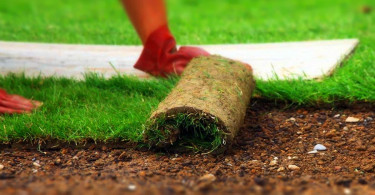 Как укладывать рулонный газон и выполнять профилактику дефектов его покрытия