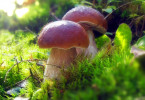 Как посеять грибы у себя на участке?