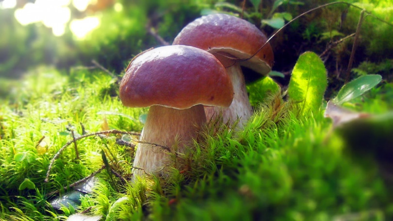 Как посеять грибы у себя на участке?