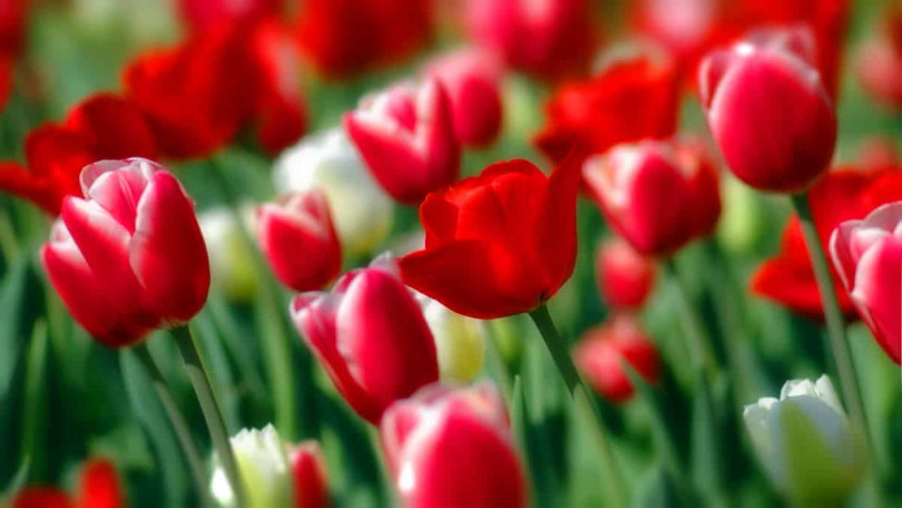 Правила ухода за многоцветковыми тюльпанами