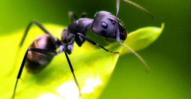 Как бороться с черными муравьями на огороде?