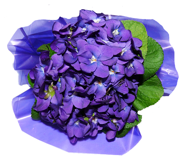 цветы, фиалки, духи