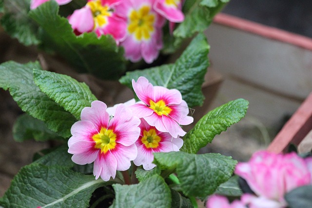примула, primula, природа