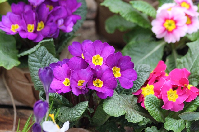 примула, primula, природа