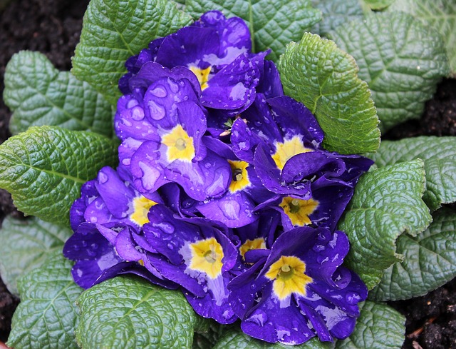 примула, prymulka, капли дождя