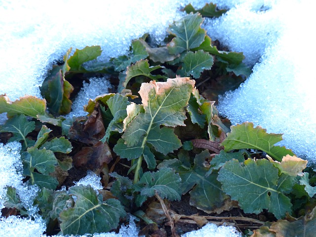 winterkohl, winterfrucht, коля