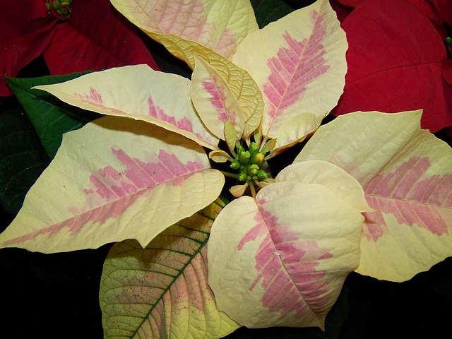 пуансеттия, бело-розовый вариант, potted plant